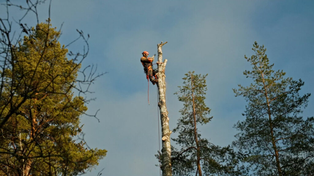 Metsuri kaataa puun kiipeilykaadolla