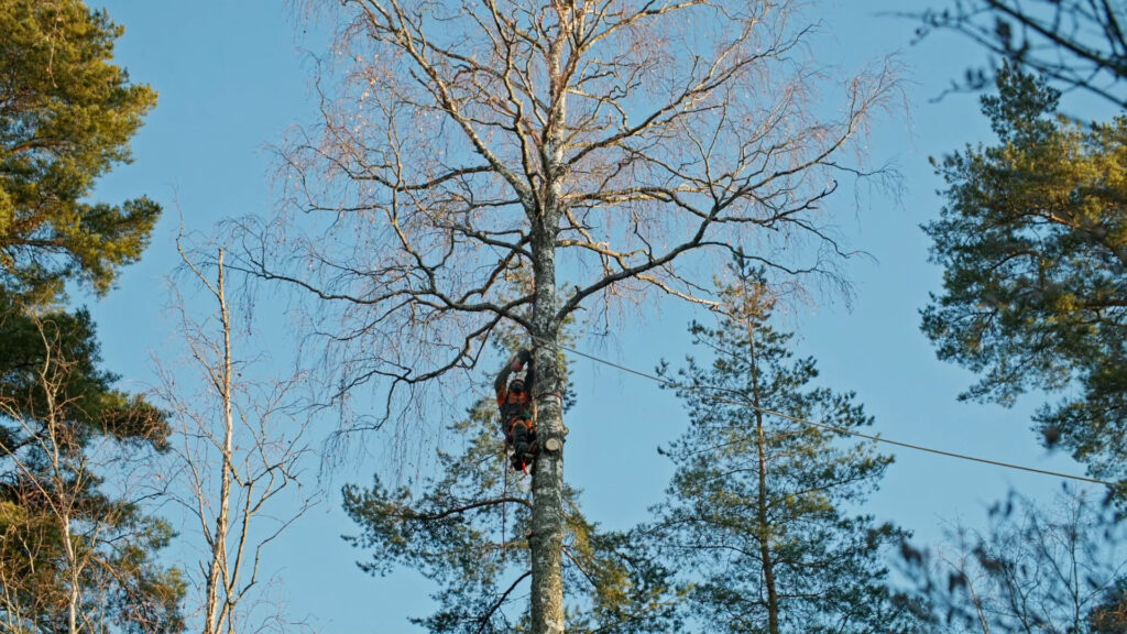 Puunkaato kiipeilykaatona